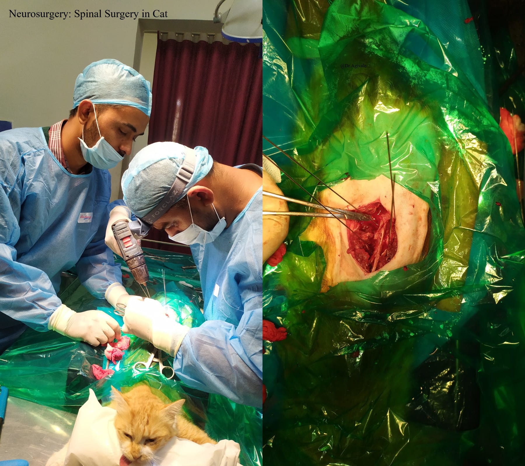 Spinal Fixation in cat1